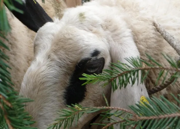 Baumannhof Villnoess